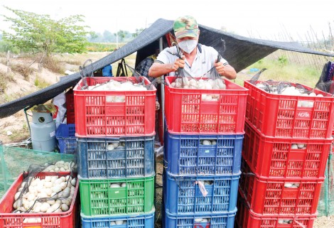 Giá trứng vịt giảm
