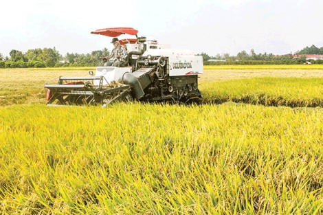 Sản xuất nông nghiệp an toàn, chất lượng cao ở Vĩnh Thạnh