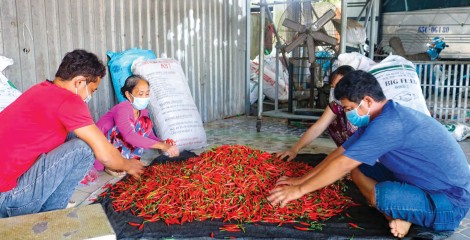 Để ổn định đầu ra cho trái ớt chỉ thiên
