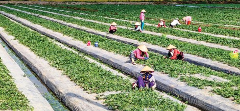 Tăng cường sản xuất rau màu