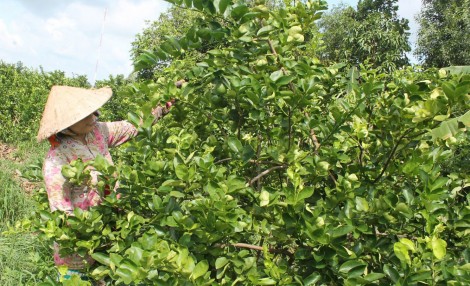 Giá chanh tăng hơn gấp đôi