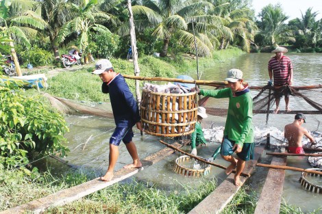 Phòng tránh các loại dịch bệnh trên cá tra