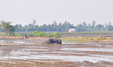 Lúa hè thu xuống giống sớm hơn 29.736ha