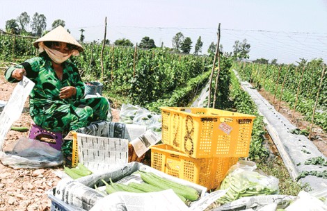 Giá nhiều loại rau quả ở mức thấp