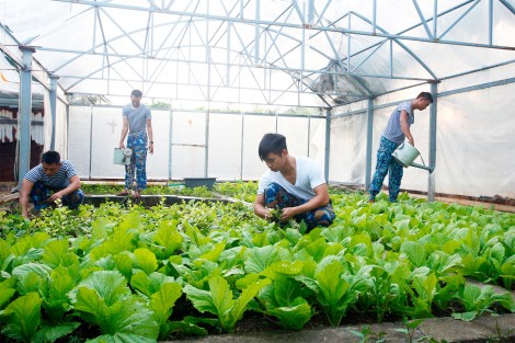 Đảo Sơn Ca: Điểm sáng về tăng gia sản xuất của Lữ đoàn 146