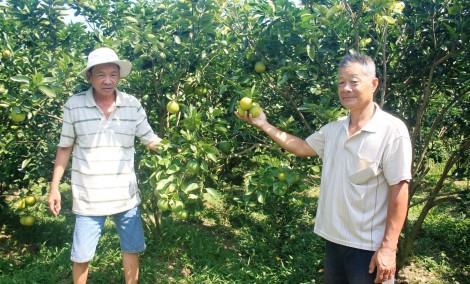 Cam bán được giá cao