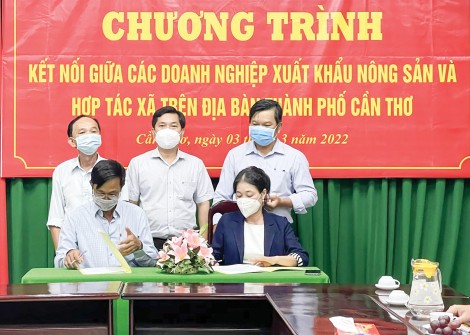 Kết nối đưa trái cây xuất ngoại