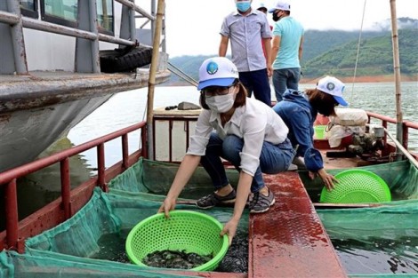 Hợp tác trong phóng sinh, tái tạo và bảo vệ nguồn lợi thủy sản