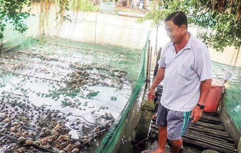 Giá ếch nuôi tăng do nguồn cung tại nhiều địa phương giảm mạnh