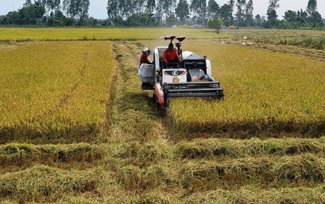 Thu hoạch dứt điểm lúa vụ đông xuân 2021-2022