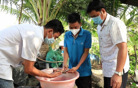 Tiên phong nuôi cá dầy