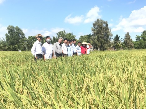 Hiệu quả từ mô hình canh tác lúa thông minh
