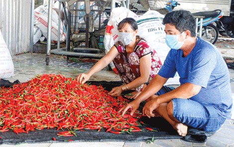 Giá ớt chỉ thiên tăng mạnh