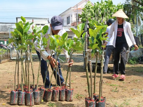 Cây giống mít Thái giảm giá, sức tiêu thụ yếu