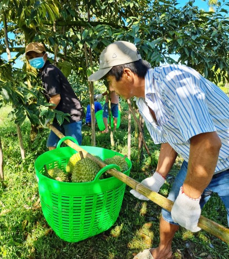 Để vườn cây ăn trái phát triển bền vững