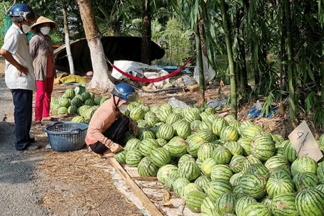 Giá dưa hấu giảm mạnh