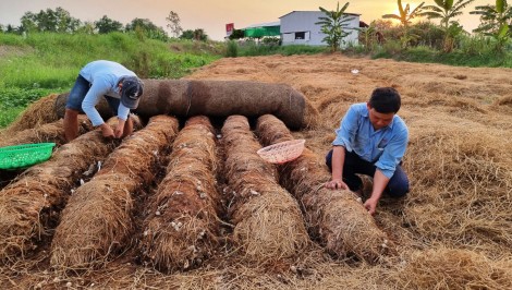 Nâng cao thu nhập cho nông dân từ phụ phẩm rơm rạ