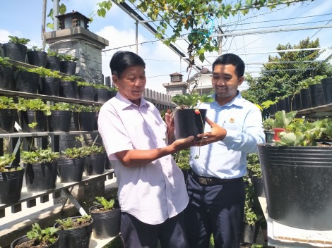 Cây dâu tây "bén rễ" trên đất cù lao