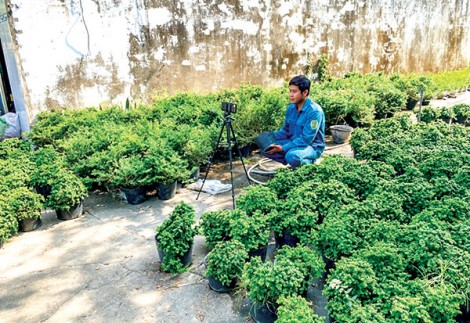 Khởi nghiệp thành công với bonsai linh sam