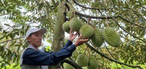 Trồng sầu riêng cho thu nhập cao