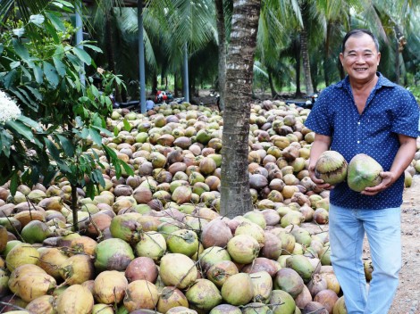 Dừa khô giảm giá xuống ở mức thấp