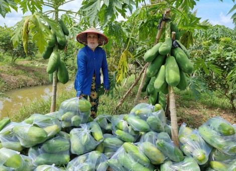 Trồng đu đủ Mã Lai cho sản lượng trái cao