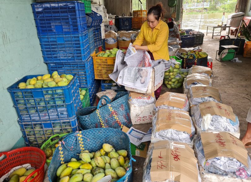 Cần giải pháp ổn định đầu ra cho trái cây ĐBSCL