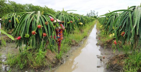 Thanh long ruột đỏ tăng giá mạnh