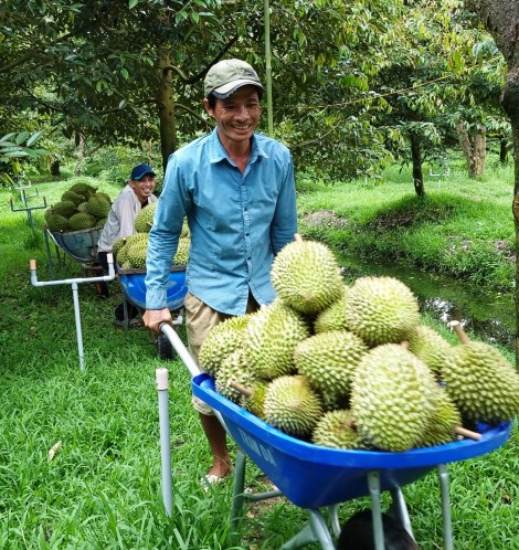 Sầu riêng bán được giá, nhà vườn phấn khởi