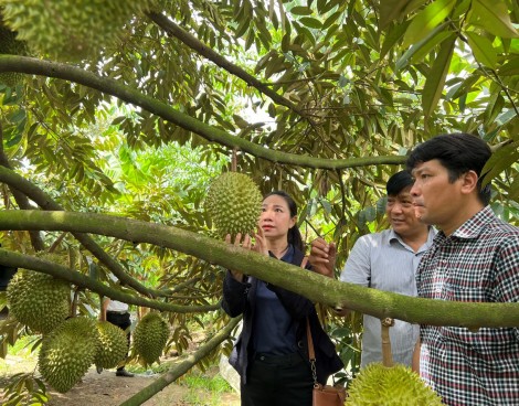 Kết nối tìm đầu ra cho sầu riêng Phong Điền