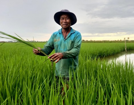 Làm giàu nhờ "con tôm ôm gốc lúa"