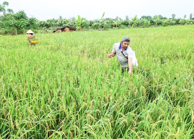 Cần “trợ lực” cho nông dân