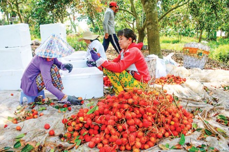 Phát triển ngành hàng trái cây còn gặp khó
