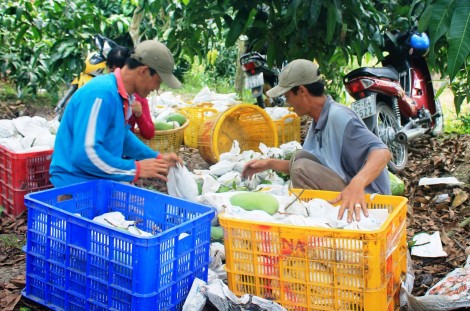 Nhiều loại xoài tăng giá