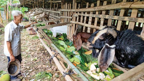 Mô hình nuôi dê sinh sản cho hiệu quả kinh tế cao