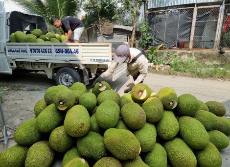 Giá trái mít Thái khởi sắc