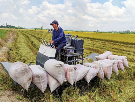 Chủ động thu hoạch lúa hè thu