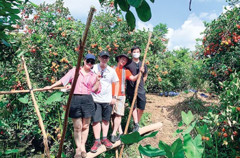 Về cồn mùa trái cây