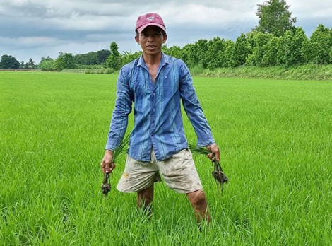 Cần Thơ xuống giống gieo trồng được 47.900ha lúa vụ thu đông