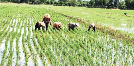 Chủ động thích ứng điều kiện sản xuất bất lợi