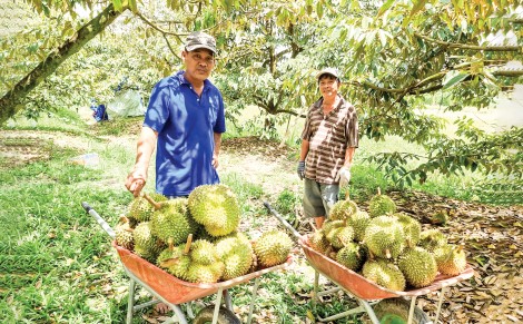 Thới Lai phấn đấu hoàn thành tốt chỉ tiêu kế hoạch năm