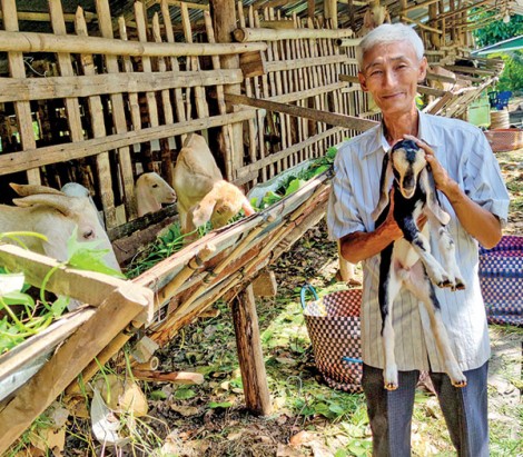 Tận dụng "cây nhà lá vườn" để nuôi dê