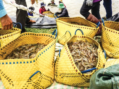 Ngành tôm đạt mục tiêu, nhưng khó như kỳ vọng