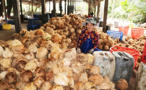 Dừa khô nguyên liệu rớt giá