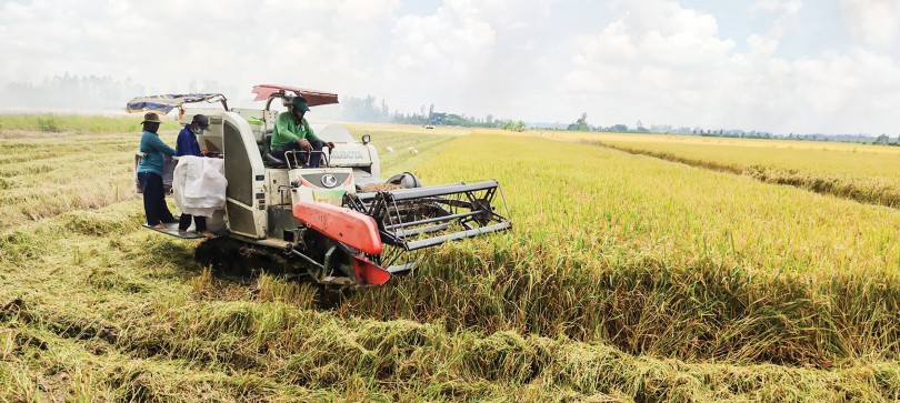 Thu hoạch kịp thời lúa hè thu, xuống giống sớm vụ thu đông tránh lũ