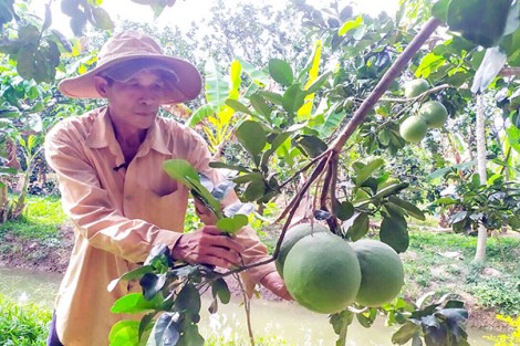 BẾN TRE: Có 5 sản phẩm được cấp chỉ dẫn địa lý