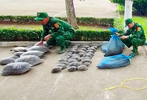 An Giang: Bắt giữ vụ vận chuyển 94 cá thể động vật hoang dã qua biên giới