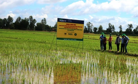 Cần Thơ xuống giống gieo trồng được hơn 65.000 ha lúa thu đông 2022