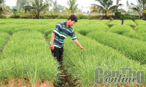 Thốt Nốt: Phát triển sản xuất nông nghiệp gắn với du lịch sinh thái