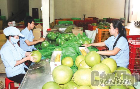 Tiềm năng xuất khẩu nông sản vào thị trường Úc